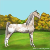 Horse Color:White Spotted Chocolate Palomino Pearl 