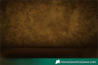 Horse Color:Chocolate Palomino Appaloosa