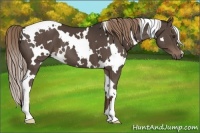 Horse Color:White Spotted Liver Chestnut 