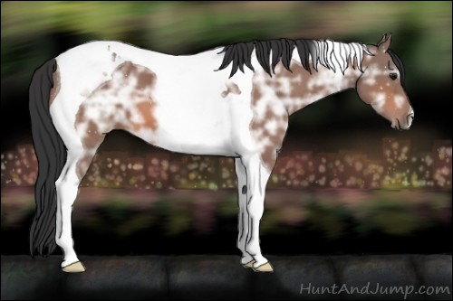Horse Color:Bay Ice Tobiano 