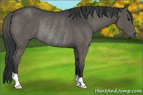 Horse Color:Black Rabicano 