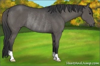 Horse Color:Black Rabicano