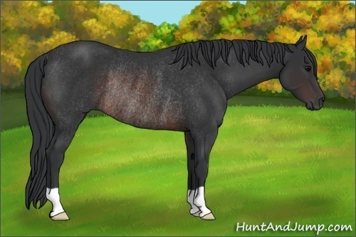Horse Color:Brown Rabicano 