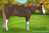 Horse Color:Liver Chestnut Splash 