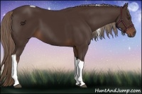 Horse Color:Liver Chestnut Tobiano 