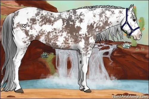 Horse Color:Brown Ice Sabino 