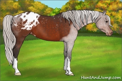 Horse Color:Silver Brown Appaloosa 