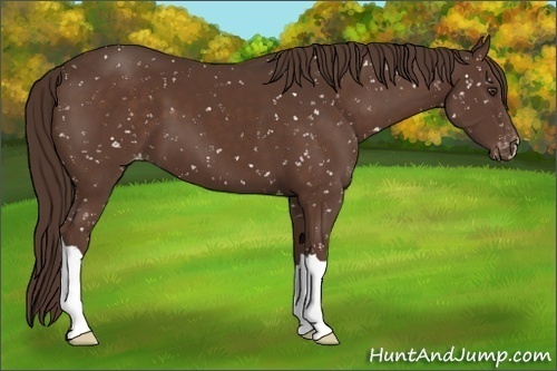 Horse Color:Liver Chestnut Appaloosa 
