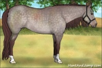 Horse Color:Platinum Chocolate Brown Dun 