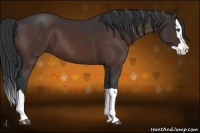 Horse Color:Bay Splash 