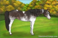 Horse Color:White Spotted Liver Chestnut Tobiano 