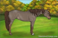 Horse Color:Liver Red Dun Roan 