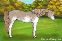 Horse Color:White Spotted Liver Red Dun 