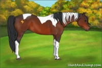 Horse Color:Brown Tobiano 