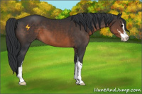 Horse Color:Brown Sabino