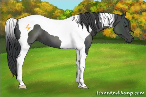 Horse Color:Black Tobiano 