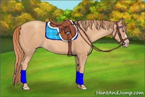 Horse Color:Gold Champagne 