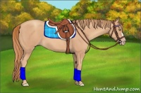 Horse Color:Gold Champagne 