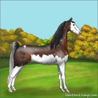 Horse Color:Brown Splash Appaloosa