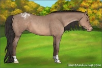 Horse Color:Sable Champagne Varnish 