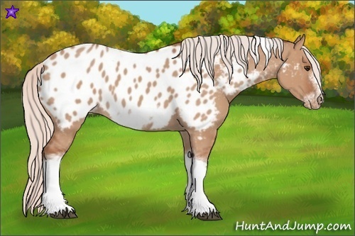 Horse Color:Silver Bay Dun Sabino Tobiano Frame Near Leopard Rabicano