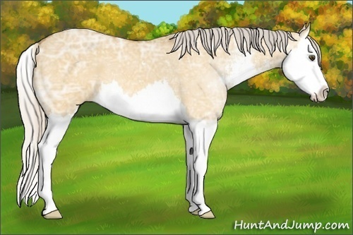 Horse Color:Silver Buckskin Ice Dun Sabino Splash 
