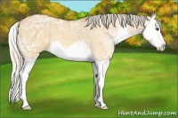 Horse Color:Silver Buckskin Ice Dun Sabino Splash 
