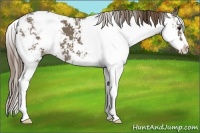 Horse Color:Smoky Grullo Sabino Appaloosa 
