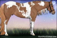 Horse Color:Chestnut Tobiano