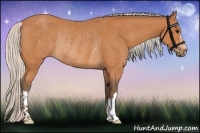 Horse Color:Silver Bay Rabicano