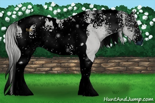 Horse Color:ERROR: UNKNOWN ANOMALY