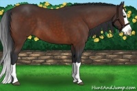 Horse Color:Brown Splash 