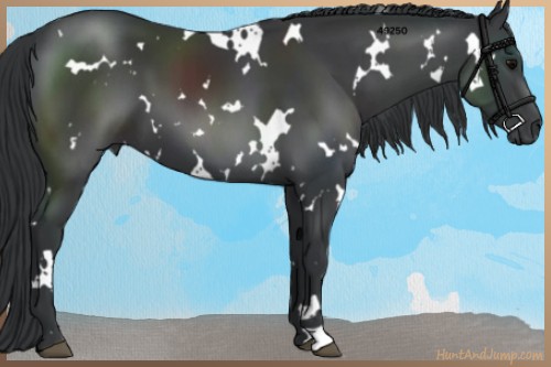 Horse Color:White Spotted Black 