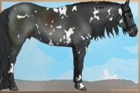 Horse Color:White Spotted Black 