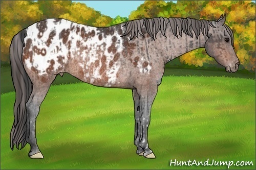 Horse Color:Brown Appaloosa Rabicano and Bay Appaloosa Rabicano