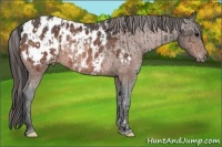 Horse Color:Brown Varnish Rabicano  and Bay Blanket Rabicano 