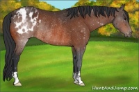 Horse Color:Bay Appaloosa Rabicano 