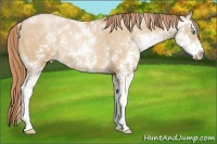 Horse Color:Smoky Black Pearl Sabino 
