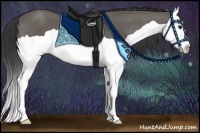 Horse Color:Grullo Splash 