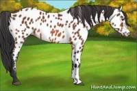 Horse Color:Bay Appaloosa 