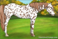 Horse Color:Chestnut Near Leopard 