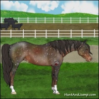 Horse Color:Liver Chestnut Appaloosa 