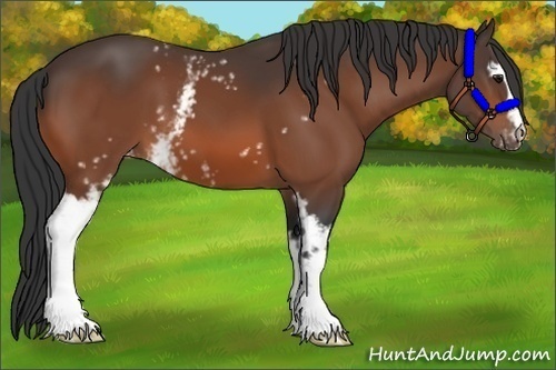 Horse Color:White Spotted Bay Appaloosa 