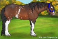 Horse Color:White Spotted Bay Appaloosa 