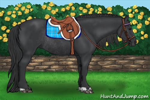 Horse Color:Black Rabicano 