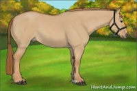 Horse Color:Red Dun Roan Rabicano 