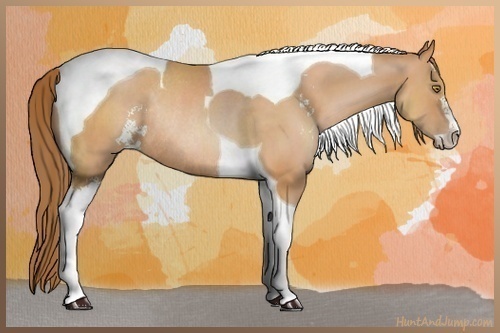 Horse Color:Bay Pearl Sabino Tobiano Rabicano