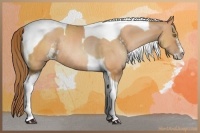 Horse Color:Bay Pearl Sabino Tobiano Rabicano 