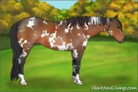 Horse Color:White Spotted Bay 