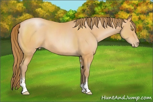 Horse Color:Bay Pearl Sabino 